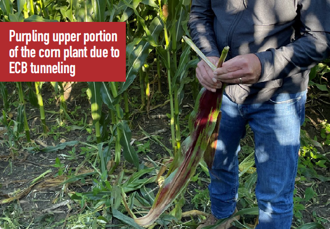 Purpling upper portion of the corn plant due to ECB tunneling