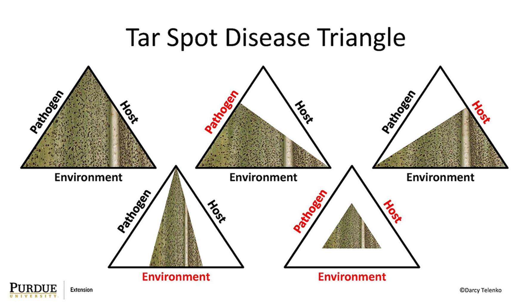 Tar spot disease triangle