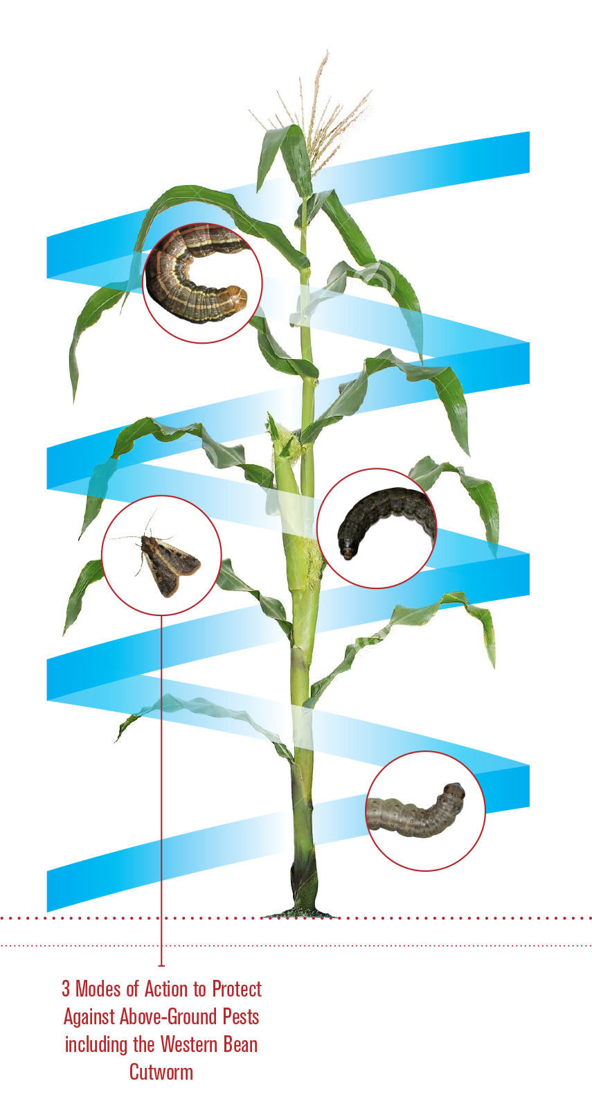 Trecepta® RIB Complete® Corn Benefits