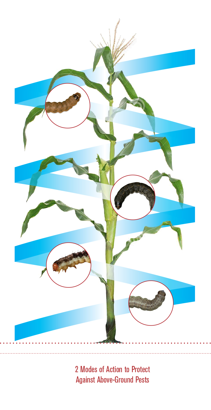 VT Double PRO® RIB Complete® Corn Benefits